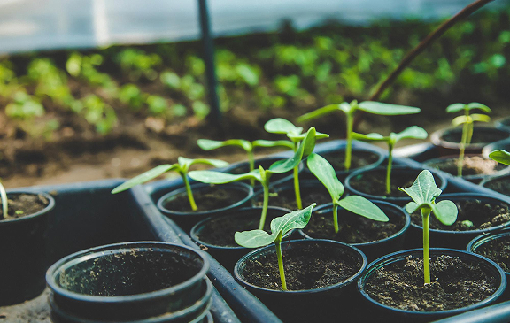 Саженцы и рассада в горшочках для фитосанитарных перевозок с температурным режимом (контролем) по РФ, миру от Biocard